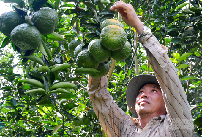 Khi diện tích còn ít, cam sành mang lại thu nhập rất cao cho nông dân, nhưng đã trở thành gánh nặng cho bà con do diện tích bị mở rộng ồ ạt.